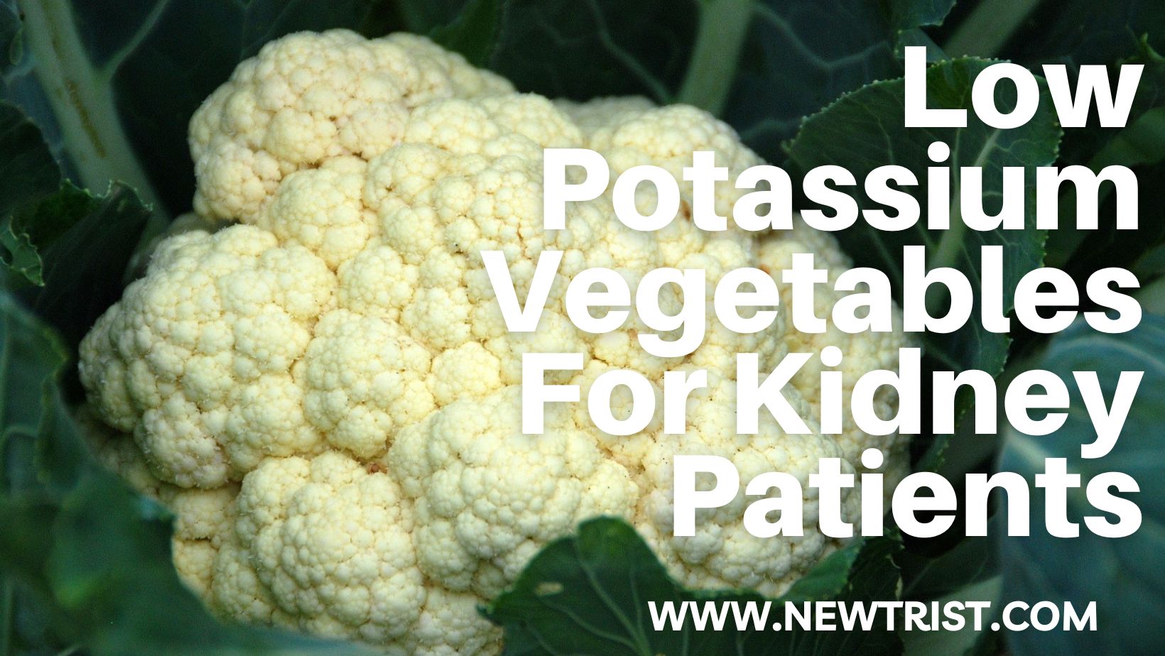 Renal Calculi Diet Chart Newtrist